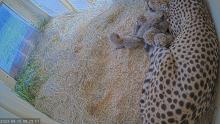 Animal care staff at the Smithsonian’s National Zoo and Conservation Biology Institute in Front Royal, Virginia, welcomed a litter of five cheetah cubs to second-time mother Echo Sept. 12. Cheetah Echo with her cubs born Sept. 12, 2023