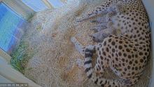 Animal care staff at the Smithsonian’s National Zoo and Conservation Biology Institute in Front Royal, Virginia, welcomed a litter of five cheetah cubs to second-time mother Echo Sept. 12. Cheetah Echo with her cubs born Sept. 12, 2023