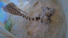 Animal care staff at the Smithsonian’s National Zoo and Conservation Biology Institute in Front Royal, Virginia, welcomed a litter of five cheetah cubs to second-time mother Echo Sept. 12. Cheetah Echo with her cubs born Sept. 12, 2023