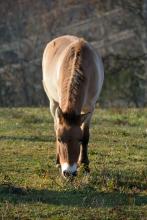 Christine at the Smithsonian Conservation Biology Institute Christine, the first Przewalski's horse born from artificial insemination.