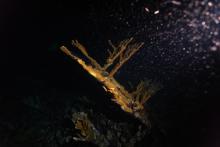 The researchers used more than 200,000 live eggs collected from endangered Elkhorn coral (Acropora palmata) in Curaçao and fertilized them with frozen and thawed Elkhorn coral sperm collected from three places in the Caribbean—Florida, Puerto Rico and Curaçao. (Photo by Stephani Gordon) An elkhorn coral underwater in the dark with a light shone on it revealing the eggs it is releasing