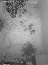Sumatran tiger Damai and her cub, which was born July 11 at 4:17 p.m.