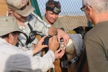 John Newby, Sahara Conservation Fund Scientists examining the teeth of an oryx about to be released