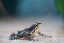 A Pierre harlequin frog, a tiny brown and yellow frog native to Panama.