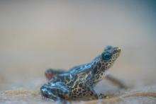 A toad mountain harlequin frog, a small yellow and brown spotted frog native to Panama.