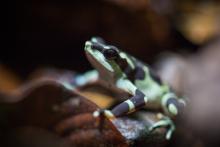 A limosa harlequin frog, a tiny brown and green frog native to Panama.