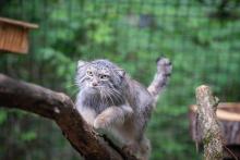 A Pallas’s cat on exhibit in the Zoo’s new Claws and Paws Pathway. A Pallas's cat climbs at tree branch in its exhibit. There are perches and leafy trees in the background.