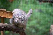 Pallas's cats are about the size of a house cat but look bigger because of their stocky build and long and dense fur. A Pallas's cat perches on a branch next to a perch in its exhibit.