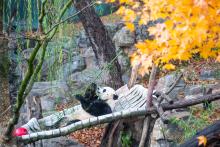 Giant panda Bei Bei leans back in his hammock while munching on bamboo before he departs for China. Giant panda Bei Bei leans back in his hammock eating bamboo.
