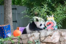 The Smithsonian’s National Zoo and Conservation Biology Institute celebrated giant panda cub Xiao Qi Ji’s (SHIAU-chi-ji) second birthday on Saturday, Aug. 21. Giant panda cub Xiao Qi Ji approaches an ice cake with a giant red 2 in front and bamboo coming out the back. The cake is sitting in the outdoor yard on a rock formation. Xiao Qi Ji's nose is inches away from the cake. There are decorated boxes behind him