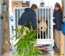 Curator Michael Brown-Palsgrove and Assistant Curator Laurie Thompson help load giant panda Bei Bei and bamboo into the crate he'll fly to China in. A panda keeper loads bamboo into a crate holding a giant panda
