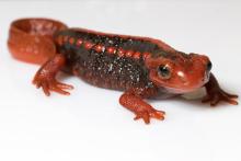 An emperor newt