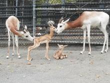 Photo credit: Michelle Chatterton, Smithsonian's National Zoo. A female calf (left) was born Sept. 16 to mother Fahima. A male calf (right) was born Sept. 18 to mother Zafirah. Dama gazelle calves