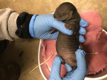 A female North American river otter pup. American Trail keepers celebrated the arrival of three North American river otter pups — two males and one female — Jan. 21. Photo credit: Rachel Metz, Smithsonian's National Zoo and Conservation Biology Institute A zookeeper holds a small, newborn female Asian small clawed otter during a routine veterinary exam