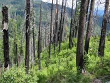 Characteristic vegetation pattern following high-severity fire in the Klamath region characteristic vegetation pattern following high-severity fire in the Klamath region