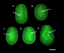 Phalloidin Staining: Wholemount phalloidin flourescent microscopic images of developing F. scutaria larvae stained for actin with AlexaFlour 488-conjugated phalloidin.  