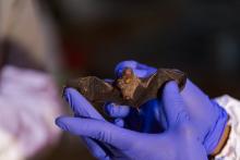 A scientist with the Global Health Program holds a bumble bee bat in Myanmar. A scientist from Smithsonian's Global Health Program holds a bumble bee bat in Myanmar.