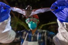 A scientist with the Global Health Program holds a wrinkle-lipped bat in Myamar. A scientist with Smithsonian's Global Health Program holds a wrinkle-lipped bat in Myanmar.