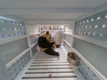 a giant panda sits eating an ice pop in a metal crate with air holes