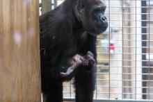 Western lowland gorilla infant Moke is cradled by his mother, Calaya