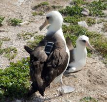 A Laysan albatross fitted with a GPS tracking device. A Laysan albatross wearing a GPS device.