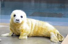 Female gray seal pup