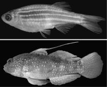 Human health researchers use zebrafish—which have a genome similar to that of humans—as important disease models to study melanoma, heart disease and blood disorders, among other health issues. Because the embryos of other aquatic animals—fish, amphibians and coral—are very similar to those of zebrafish, this technology is directly applicable to the cryopreservation of many species’ embryos. Black-and-white image of zebrafish