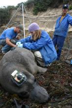 Autumn-Lynn Harrison, lead author of the study, fits a female elephant seal with a GPS tracking device. Autumn-Lynn Harrison, SCBI ecologist, fitting an elephant seal with a GPS tracking device.