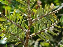 The hemlock woolly adelgid, an insect native to East Asia, feeds by sucking sap from hemlock and spruce trees. It has decimated hemlock populations in Shenandoah National Park and beyond. A close-up photo of the branch of a hemlock tree