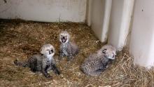 Sukiri's three cubs in their den at the Smithsonian Conservation Biology Institute. Cheetah Sukiri's three cubs in their den at the Smithsonian Conservation Biology Institute.