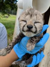 One of Sukiri's three cubs during a brief health check. One of Sukiri's cubs during a brief health check.