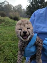 One of Sukiri's three cubs during a brief health check. A keeper holding one of Sukiri's cubs during a quick health check.