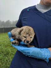 One of Sukiri's three cubs during a brief health check. A keeper holding one of cheetah Sukiri's cubs during a quick health check.