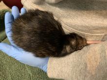 A female brown kiwi chick hatched at the Smithsonian Conservation Biology Institute in Front Royal, Virginia, Jan. 9. Photo credit: Wesley Bailey, Smithsonian Conservation Biology Institute A kiwi chick in a keeper's hand