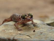 The Tenasserim Mountain bent-toed gecko is one of two new species of gecko discovered during a biodiversity survey in little-studied areas of Myanmar by Smithsonian and Fauna & Flora International scientists. Tenasserim Mountain bent-toed gecko on a rock