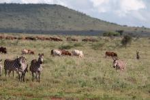 Increased human–animal interactions lead to the emergence and spread of zoonotic pathogens, which cause about 75% of infectious diseases affecting human health. Pictured in this image are zebras alongside a pastoralist and cows in Kenya. Wildlife in Kenya.