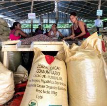 Zorzal Cacao staff members hand-sorting dried cacao beans before bagging and shipping them to artisanal craft chocolate makers around the world. Zorzal Cacao's Central Fermentary is in San Francisco de Macoris, Cibao, Dominican Republic. Photo: Charles Kerchner Zorzal Cacao team hand-sorting dried cacoa beans.