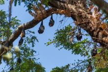 Smithsonian scientists propose a new approach to modeling infectious diseases that adapts established methods developed to study the planet’s natural systems, including climate change, ocean circulation and forest growth, and applies them to parasites and pathogens that cause disease. In this photograph, Indian flying foxes roost in Myanmar. Indian flying foxes roosting in a tree in Myanmar.