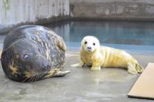 Gray seal Kara and her new female pup Female gray seal pup next to its mother, Kara