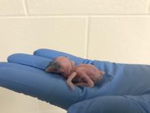 A female Guam kingfisher chick in a keeper's hand one day after hatching at the Smithsonian Conservation Biology Institute. Photo: Erica Royer/Smithsonian Conservation Biology Institute Guam kingfisher chick one day after hatching.