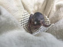 A female Guam kingfisher chick 10 days after hatching. Photo: Smithsonian Conservation Biology Institute Guam kingfisher chick