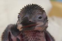 A 12-day-old female Guam kingfisher chick. Photo: Chris Crowe/Smithsonian Conservation Biology Institute Guam kingfisher chick