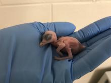 A female Guam kingfisher chick in a keeper's hand two days after hatching at the Smithsonian Conservation Biology Institute. Photo: Erica Royer/Smithsonian Conservation Biology Institute Guam kingfisher chick two days after hatching.