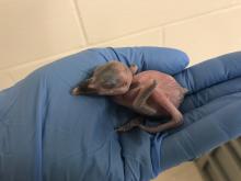 A female Guam kingfisher chick seven days after hatching. Photo: Erica Royer/Smithsonian Conservation Biology Institute A female Guam kingfisher chick.