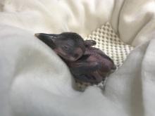 A 10-day-old female Guam kingfisher chick at the Smithsonian Conservation Biology Institute. Guam kingfisher chick