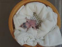 A female Guam kingfisher chick four days after hatching. Photo: Erica Royer/Smithsonian Conservation Biology Institute A newly hatched Guam kingfisher chick.