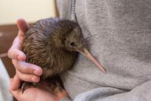 A female kiwi chick born at the Smithsonian Conservation Biology Institute between July 29 and 30. Photo: Roshan Patel/Smithsonian Conservation Biology Institute Female kiwi chick
