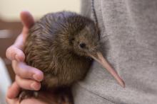 A female kiwi chick born at the Smithsonian Conservation Biology Institute between July 29 and 30. Photo: Roshan Patel/Smithsonian Conservation Biology Institute Female kiwi chick
