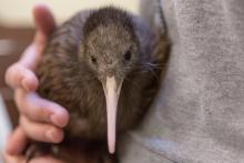 A female kiwi chick born at the Smithsonian Conservation Biology Institute between July 29 and 30. Photo: Roshan Patel/Smithsonian Conservation Biology Institute Female kiwi chick