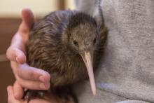 Female kiwi chick